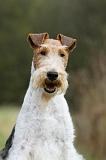 FOX TERRIER 569